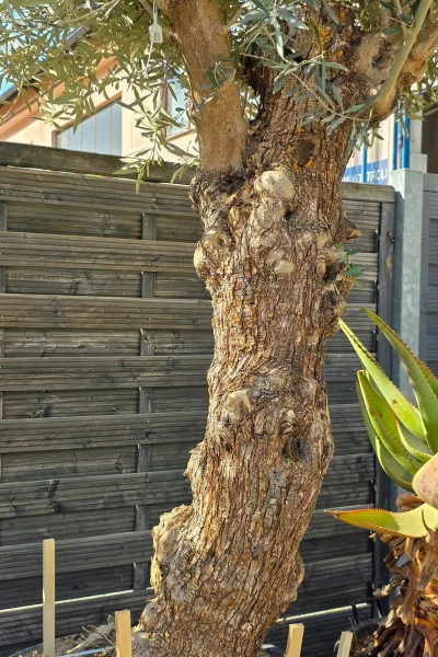 Drzewko oliwne bonsai Oliwka europejska 280 cm