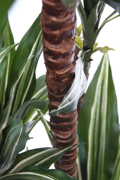 Sztuczna dracena fragrans variegated 150 cm 81 liści