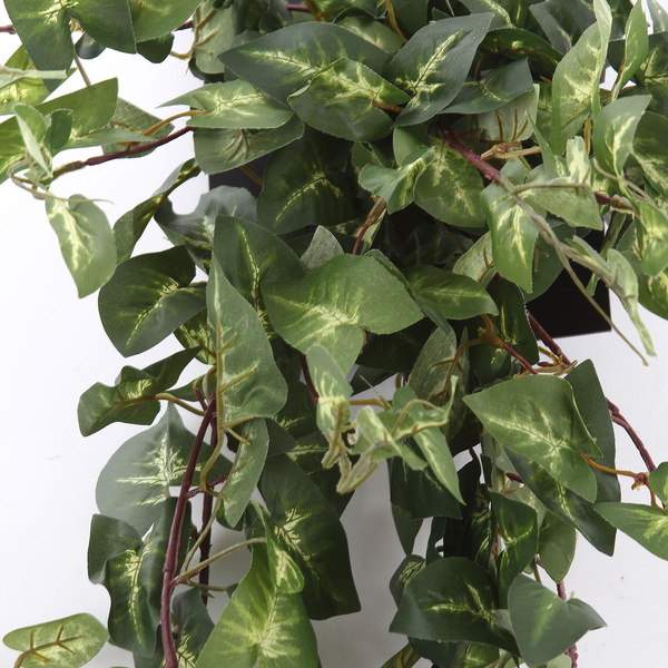 Sztuczna Fittonia Fitonia wisząca pnącze 80 cm