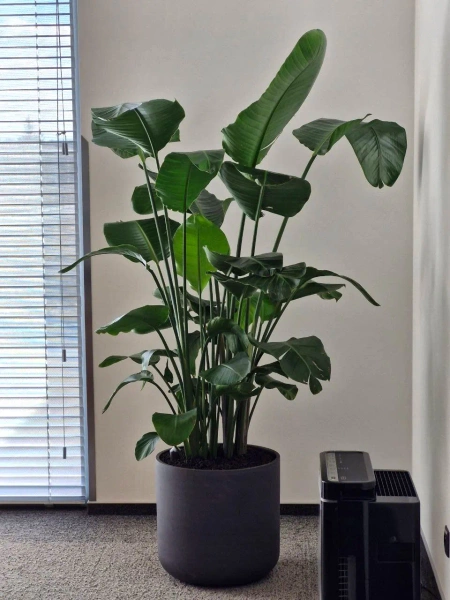 Charlie XL 32/31 czarna donica cylindryczna kamienna