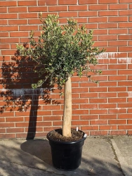 Drzewko oliwne do ogrodu  na grubym pniu 165 cm
