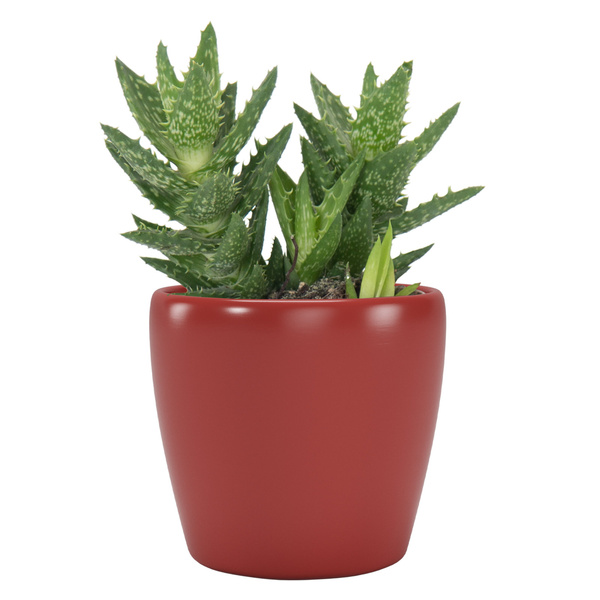 NUBIA 10 czerwona osłonka na kaktusy