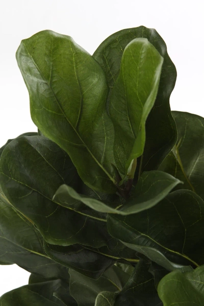 Sztuczny Fikus Dębolistny Lyrata 75 cm deluxe