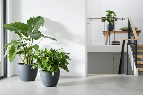 Pure Soft Round 40/31 antracytowa donica na kółkach