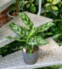Aglaonema maria 35 cm MK13/12 w hydroponice