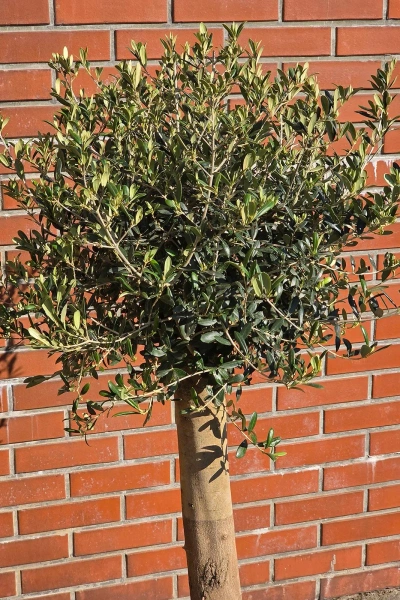 Oryginalne drzewko oliwne na grubym pniu 165 cm