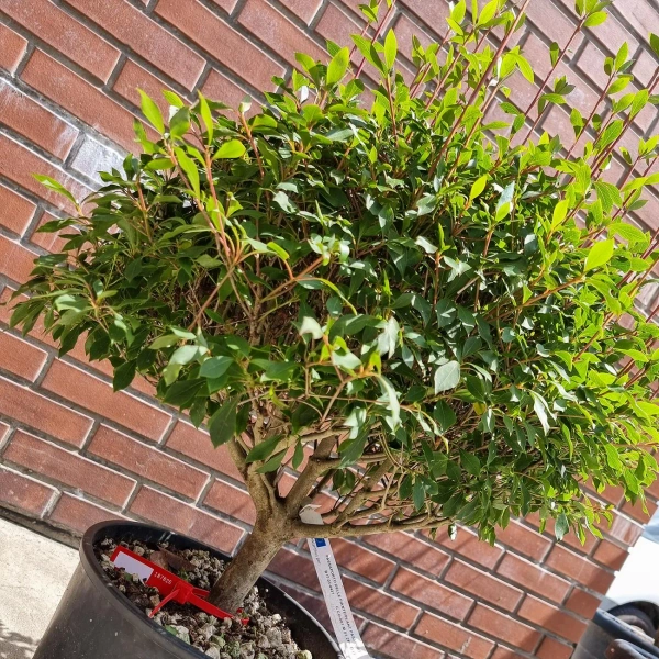 Enkianthus perulatus Enkiant dzwonkowaty 60 cm