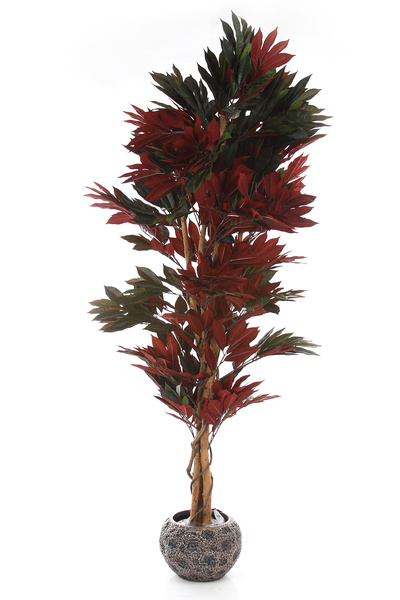 Sztuczny Fikus Capensia czerwonolistny 180 cm