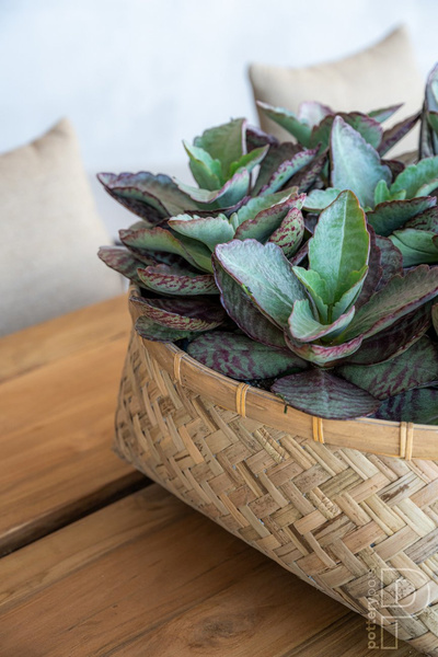 Nala Low XL 63/27 duża płaska donica z bambusa i cementu