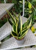 Sansevieria super flame 55 cm MK15/19 w hydroponice