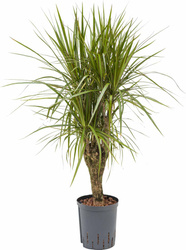 Dracena obrzeżona (marginata) 80 cm MK18/19 - rozgałęziona