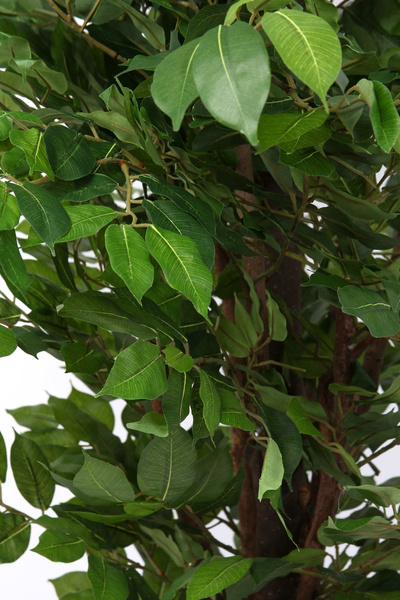 Sztuczny Fikus Vine Deluxe 140 cm 1620 liści drewniany pień