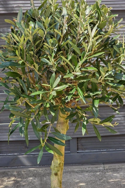 Drzewko oliwne 90 cm w płaskiej doniczce