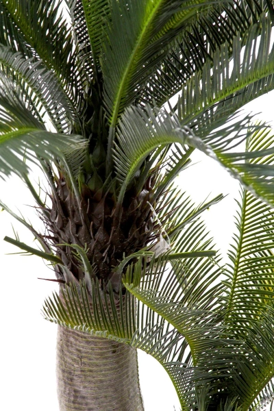 Sztuczny Cycas 145 cm 42 liście UV