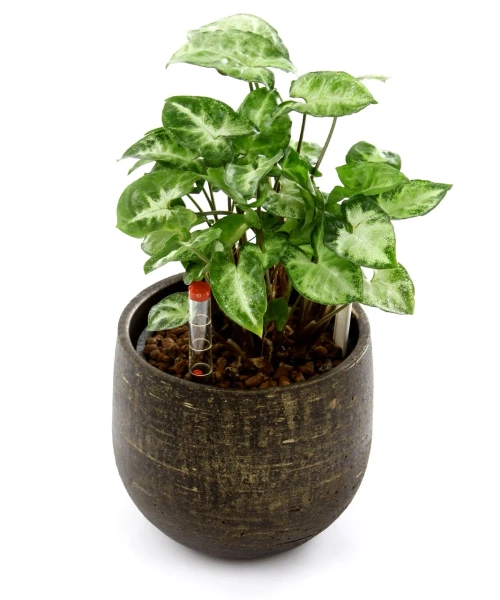 Marcus 25/20 osłonka złoto-brązowa