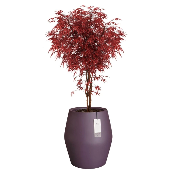 June Split High 46/53 wysoka osłonka śliwkowa vintage plum