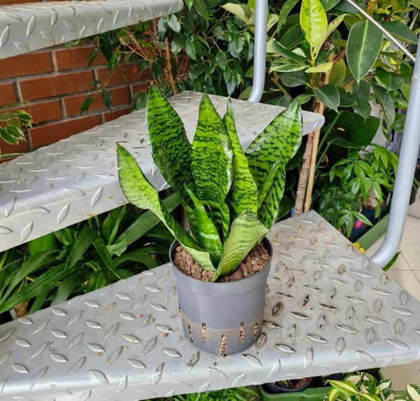 Sanseviera zeylanica compacta MK13/12 w hydroponice