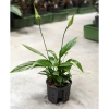 Skrzydłokwiat Spathiphyllum MK9/7 w hydroponice