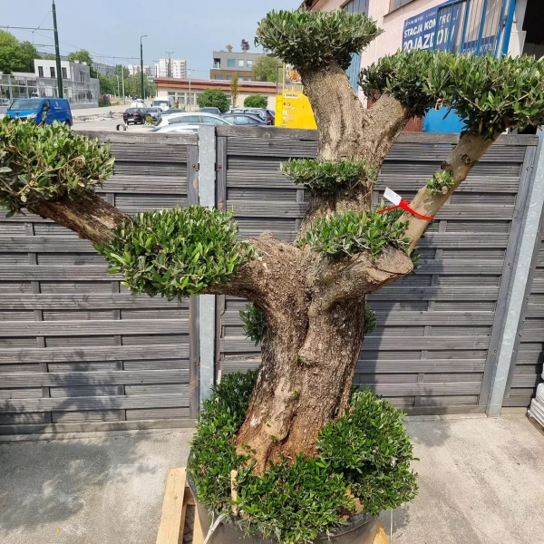 Drzewko oliwne bonsai rozgałęzione Olea europaea 195-210 cm