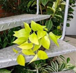 Epipremnum neon w hydroponice MK9/7