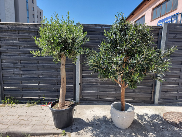 Duża sztuczna Oliwka 180 cm z owocami