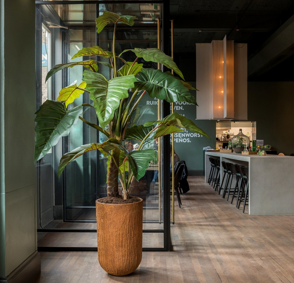 Sztuczna Alokazja Alocasia 160 cm drzewko