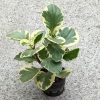 Peperomia obtusifolia Green Gold 25 cm MK9/7