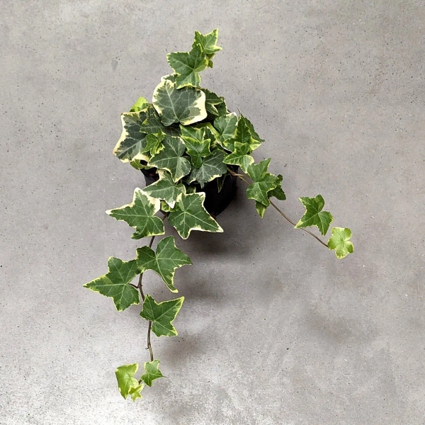 Hedera Algeriensis Hibberd bluszcz MK11/9