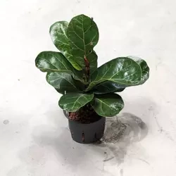 Figowiec dębolistny Ficus Lyrata Bambino 35 cm MK11/9