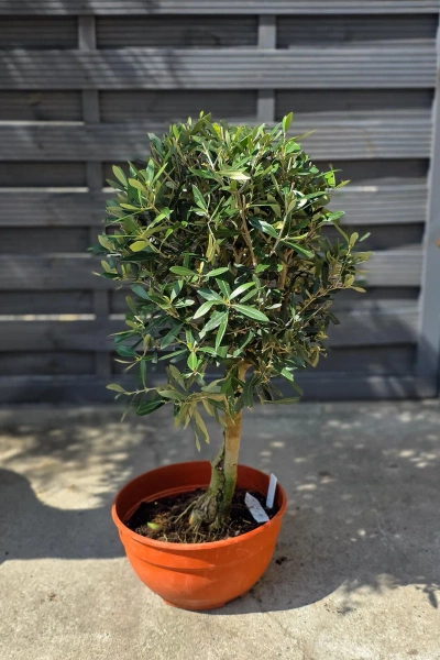 Drzewko oliwne 90 cm gęsta korona