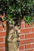 Oliwka europejska Olea europaea 150 cm