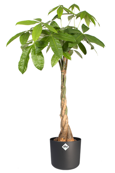 B. For Soft Round 35 cylindryczna doniczka grafitowa