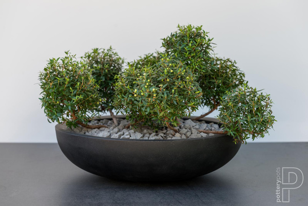 Monique M 34,5/10 misa niska szara doniczka