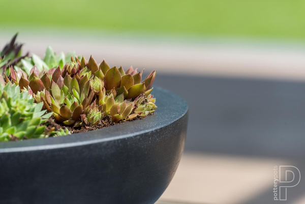 Monique L 43/12 płaska misa czarna