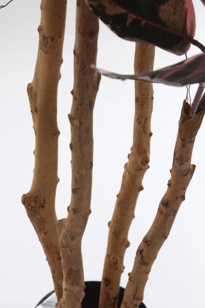 Sztuczny Fikus Elastica red ruby 200 cm, 124 liście