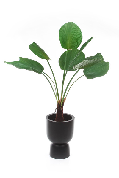 Sztuczna Licuala palma 130 cm duże liście