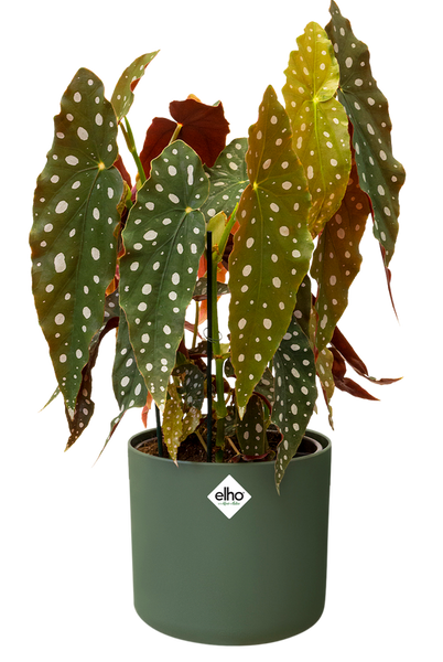 B. For Soft Round 14 cylindryczna doniczka zielony liść