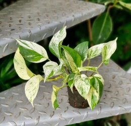 Epipremnum marble queen w hydroponice MK9/7