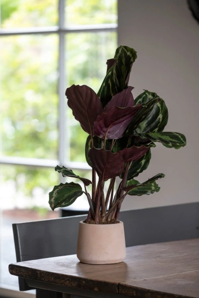 Patt S 13,5/11 doniczka z kamienia clay washed glina