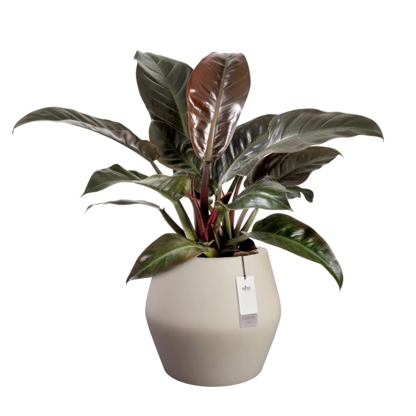 June Split Low 46/42 beżowa niska osłonka designerska balanced beige