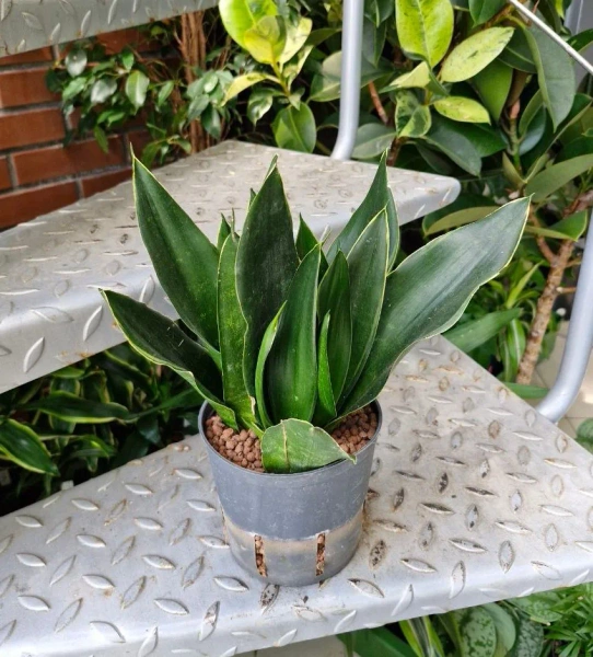 Sansevieria black diamond w hydroponice 30 cm MK13/12