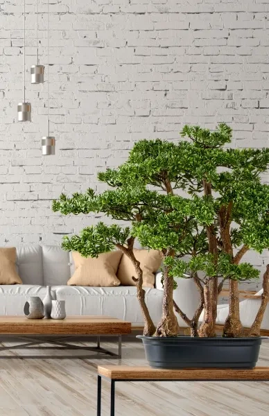 Sztuczny Bonsai Zielona Herbata w formie lasu 60 cm