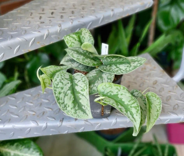 Scindapsus pictus trebie MK13/12 pnącze w hydroponice