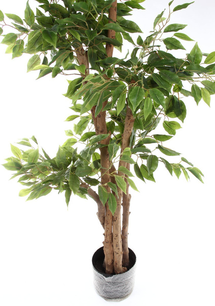 Sztuczny Fikus Benjamin 170 cm