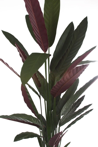 Sztuczna Maranta Stromanthe thalia 210 cm zielono-czerwona