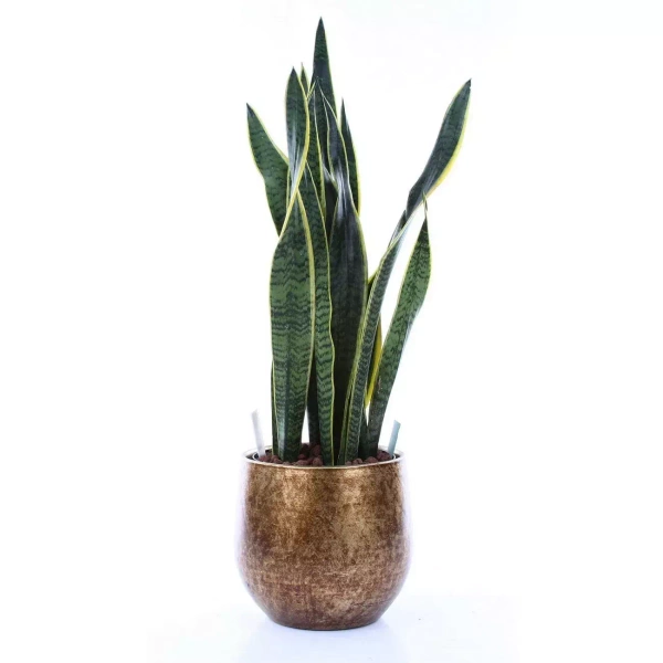 Oliver 24/22 brązowo szara osłonka ceramiczna