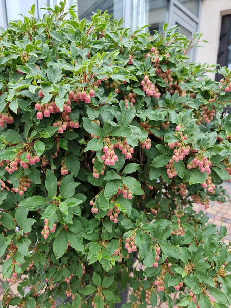Enkiant dzwonkowaty Enkianthus campanulatus Ball 110 cm d60