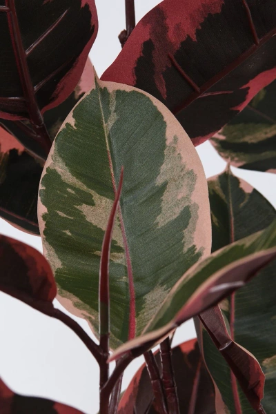 Sztuczny Fikus Elastica red ruby 200 cm, 124 liście