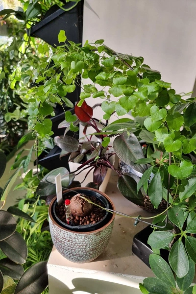 Carrie 16/14 osłonka ceramiczna miedziana