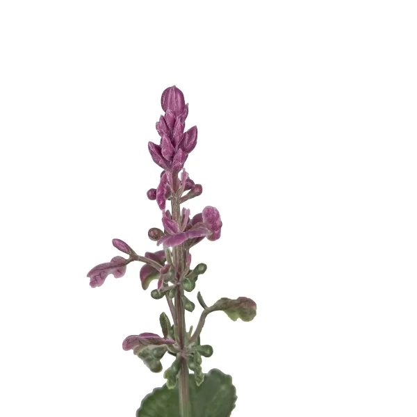 Sztuczna szałwia różowa 28 cm w doniczce